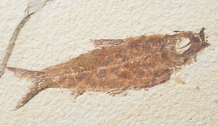 Bargain Knightia Fossil Fish - Wyoming #15631